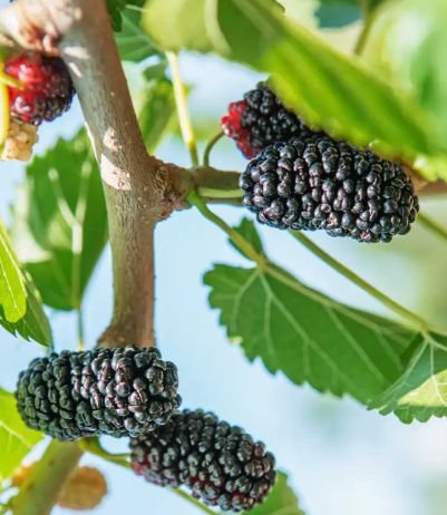 5 Impressive fertility benefits of mulberries for men and women
