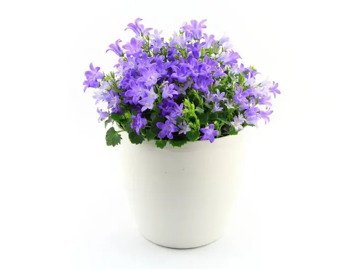 Chinese Bellflower: codonopsis pilosula