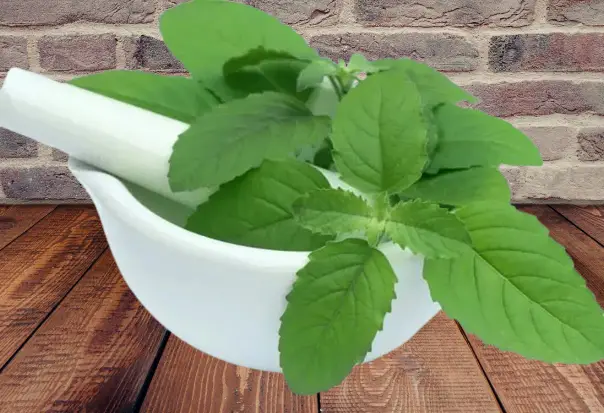 Tulsi for female fertility