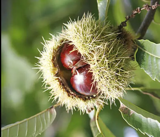 6 Emerging Benefits of chestnuts for fertility and pregnancy