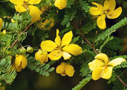 Senna for fertility: How It Can Affect Menstruation and Pregnancy