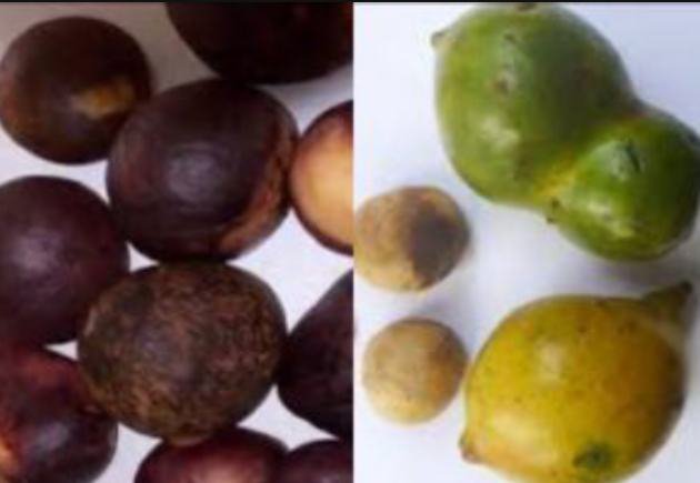 screenshot_20240529-0906503318086726294144718