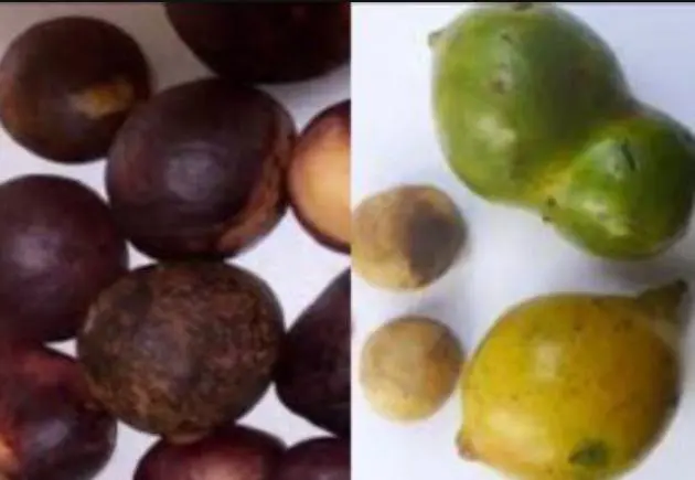 Wonderful Kola for Fertility: 15 Benefits & The Truth 6 Wonderful Kola for Fertility