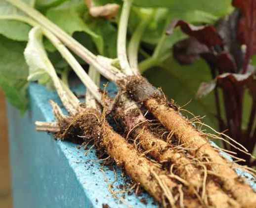 burdockroot_1 (1)7528763394074581538.