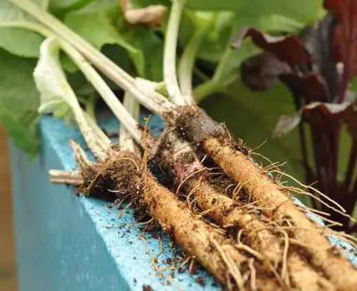 burdockroot_1 (1)7528763394074581538.