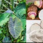 cocoyam-during-pregnancy