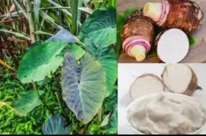 cocoyam-during-pregnancy