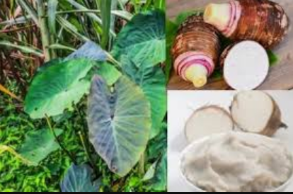 cocoyam-during-pregnancy