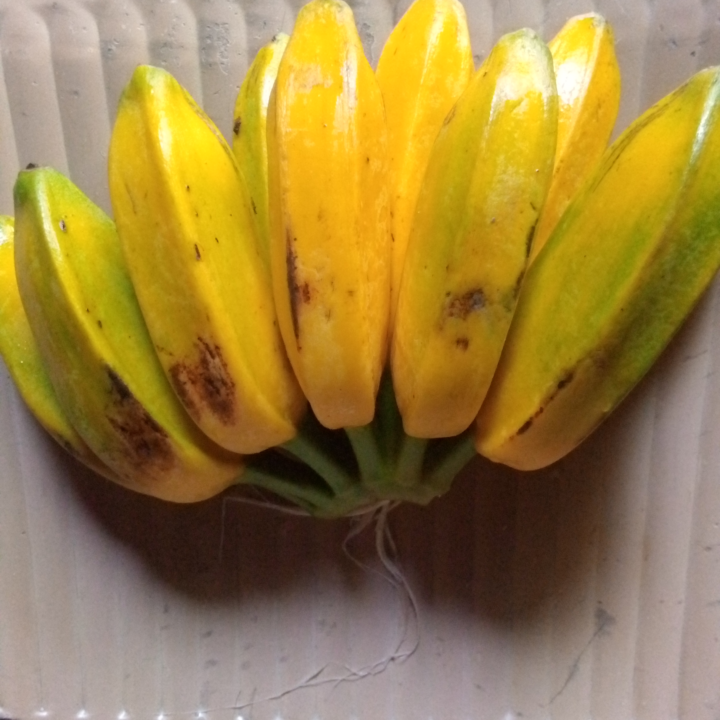 Close-up of a Burro banana bunch showing its unique angular, square ridges and yellow ripening skin