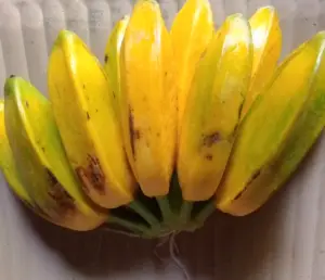 Close-up of a Burro banana bunch showing its unique angular, square ridges and yellow ripening skin