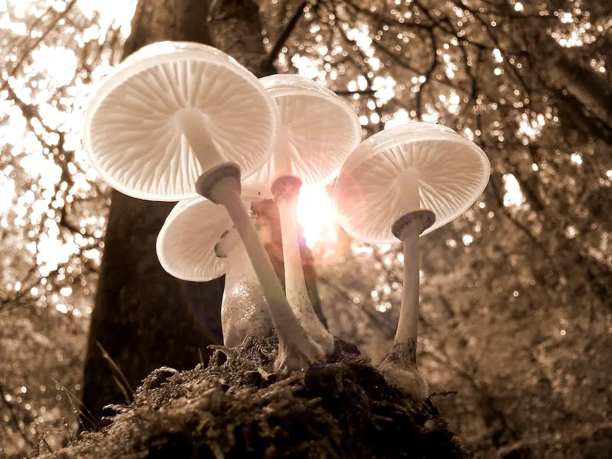 Illustration of mushrooms, symbolizing the fertility benefits described in the text.